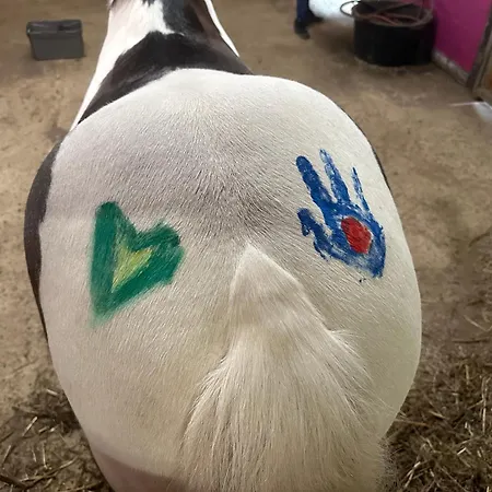 Im Reit- Und Ponyparadies Roos Lejlighed