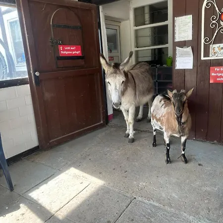 Im Reit- Und Ponyparadies Roos *