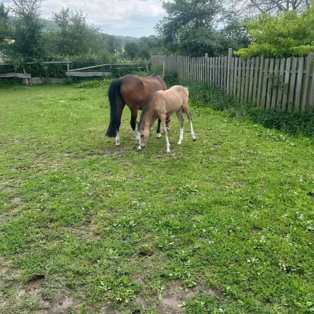 Im Reit- Und Ponyparadies Roos * Halle (Holzminden)