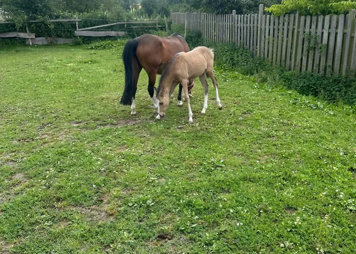 Im Reit- Und Ponyparadies Roos * Halle (Holzminden)